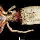 A giant squid measuring over 4 meters (13 feet) long.